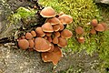 Psathyrella piluliformis