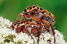 Punctate Flower Chafer