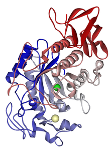 Speichel-Amylase