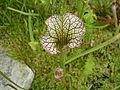 Sarracenia leucophylla albina since 28.01.2014