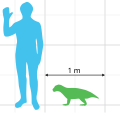 Scale diagram of Simosuchus clarki