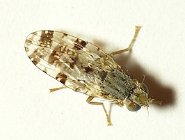 Tephritis hyoscyami