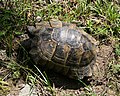 Eurasische Landschildkröte (Testudo graeca ibera)