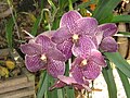 Vanda 'Rothschildiana'