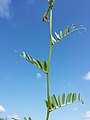 Międzywęźla Vicia lutea