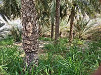 A date grove in the Wadi Sidr