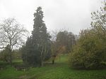 Blick von der Scheinzypresse (vorne links) zur Bastionsmauer und der Blutbuche (hinten Mitte).