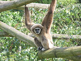 Fehérkezű gibbon (Hylobates lar)