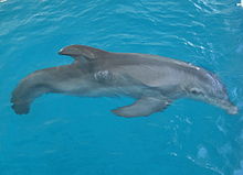 A dolphin without a tail in a pool of water.