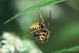 Japanese yellow hornet (Vespa simillima xanthoptera), Japan