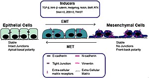 Epitheel-mesenchymale overgang (EMT) met inductoren