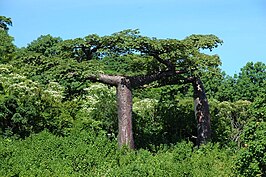 Een Adansonia suarezensis