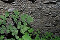 Adiantum capillus-veneris