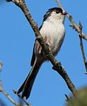 Resting on branch