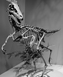 A reconstructed skeleton of the Alaskan troodontid