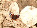 Atalantalepke (Vanessa atalanta)