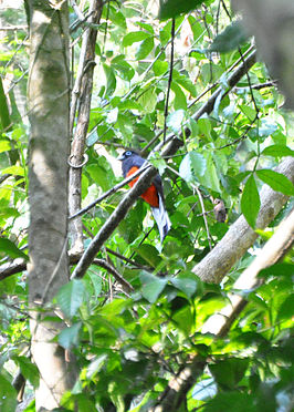 Bairds trogon