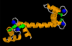 Calmodulin