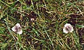 Calochortus tolmiei