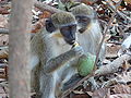 Grüne Meerkatzen Green Monkey