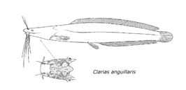 Clarias anguillaris