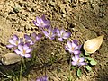 Crocus goulimyi clump