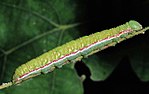 Drymonia querna – Raupe