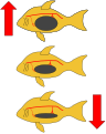 To control buoyancy the fish will “gulp” water and force it through its gills. Through this process dissolved oxygen goes into the fish’s blood stream. This oxygen then travels to the swim bladder and diffuses into the swim bladder controlling the buoyancy of the fish. To go up the fish relaxes its muscles and allows for the swim bladder to increase in size and to go down the fish will contract it’s muscles force the gases back into the bloodstream which will continue traveling throughout the body.