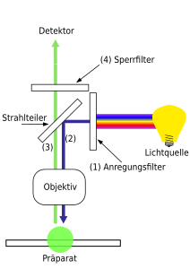 Schema eines Epifluoreszenzmikroskops