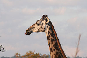 Giraffe