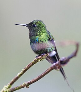 Zöld fecskekolibri (Discosura conversii)