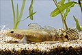 Gymnogobius petschiliensis