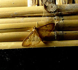 Herpetogramma basalis