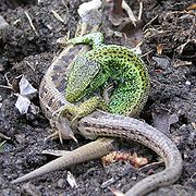 Zauneidechsen-Paar (Lacerta agilis)