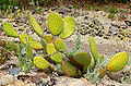 Opuntia oricola