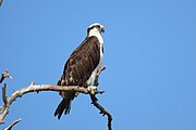 Osprey