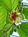 Passiflora holosericea