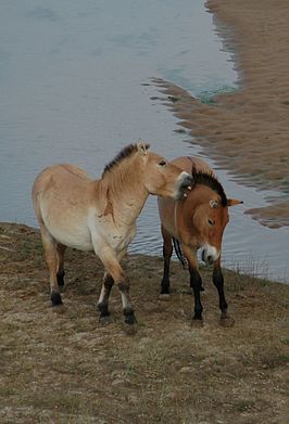 Twee geherintroduceerde przewalskipaarden (Equus ferus przewalskii) in de bufferzone van het nationaal park.