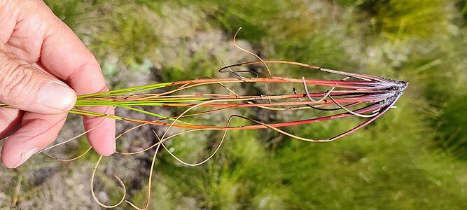 Base of flowering stems