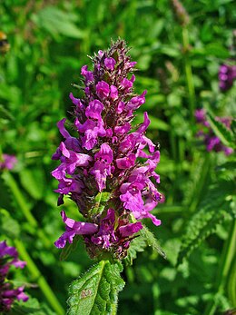 Orvosi tisztesfű (Stachys officinalis)