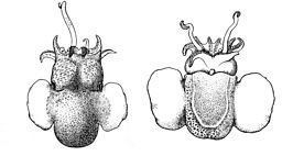 Stoloteuthis leucoptera