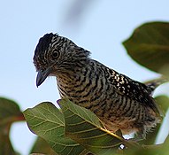 Barred antshrike, seen in pairs low down in thickets and undergrowth.