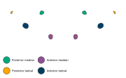 The eye arrangement of spiders in the genus Thomisus