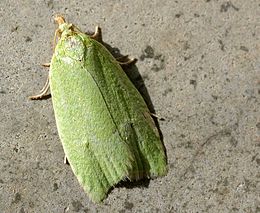 Tölgyilonca (Tortrix viridana)