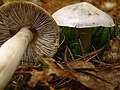 !!Tricholoma virgatum!!