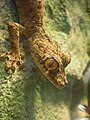 Uroplatus guentheri