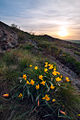 Tulipa sylvestris in deelgebied "Kamjani Mohyly".