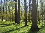 Belogorye Zapovednik