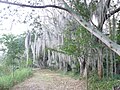 Image 4Laguna de Sonso tropical dry forest in Northern Andes (from Andes)