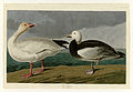 381. Snow Goose